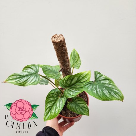 Philodendron mamei m12 c/tutor