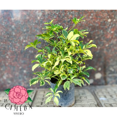 Aralia Schefflera Trinette 3LT