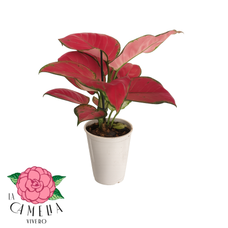 Aglaonema Red Joy