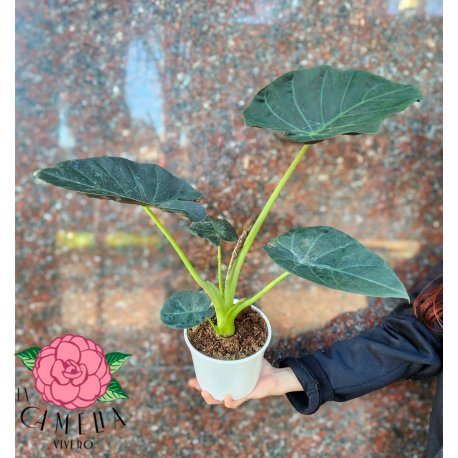 Alocasia Regal Shield