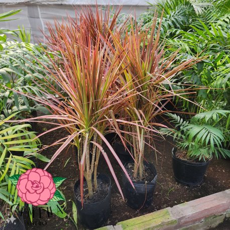 Dracena Marginata Tricolor 5LT (Ramificada)