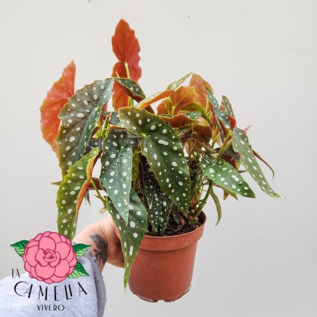 Begonia maculata