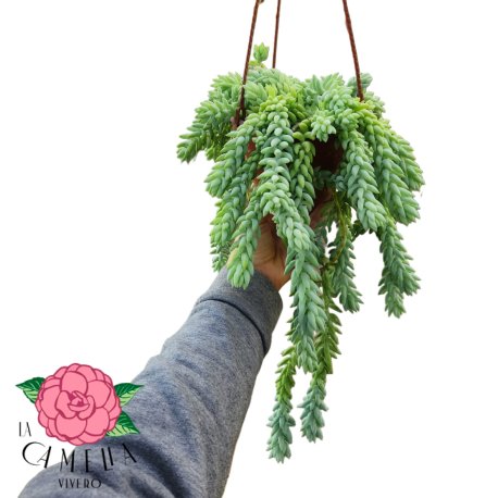 Sedum bols 15