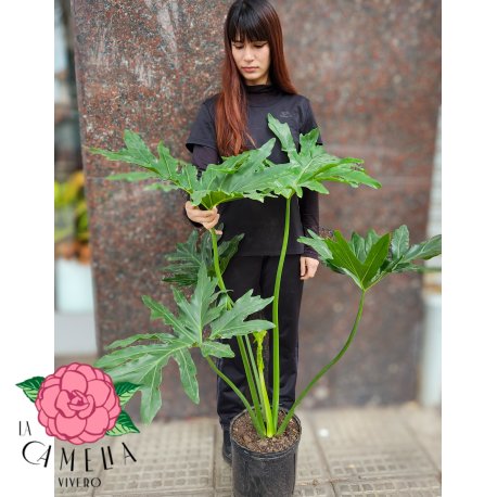 Philodendron Wambe 10LT