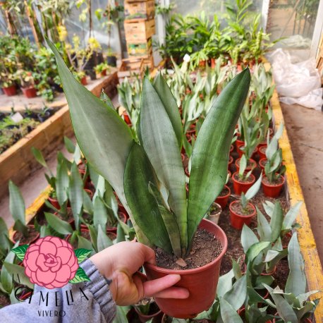 Sansevieria Moonshine M13