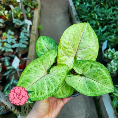Syngonium Mango
