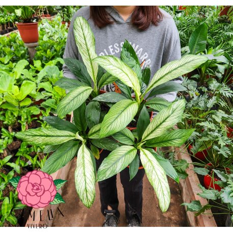 Spathiphyllum Sensacion Blanco M15