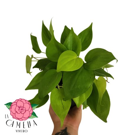 Cordatum Lemons M12