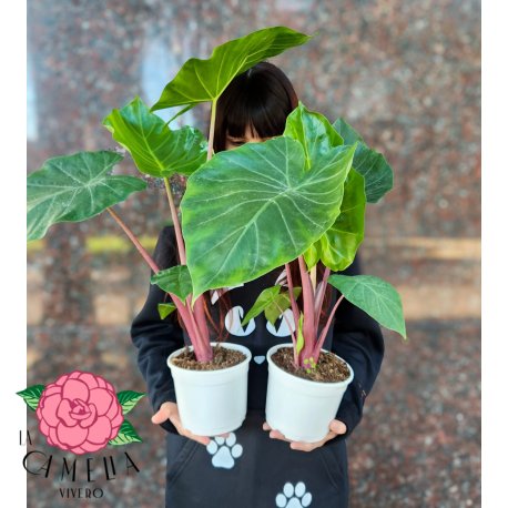 Alocasia Imperial Red