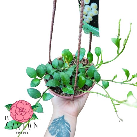 Hoya Krohniana