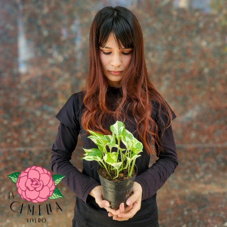 Pothus Joy M12