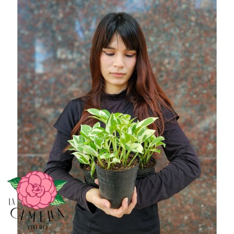 Pothus Joy M12
