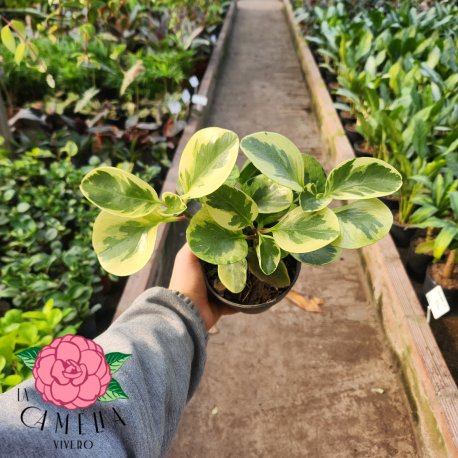Peperomia Variegada M12
