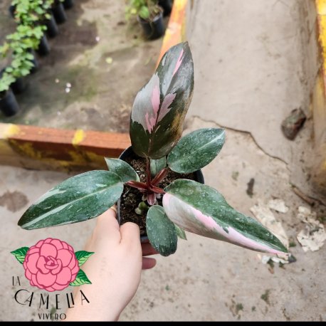 Philodendron Pink M12