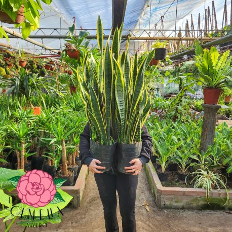 Sansevieria Laurentii 8LT