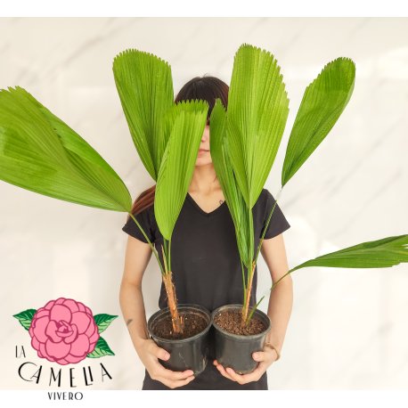 Palmera licuala m15