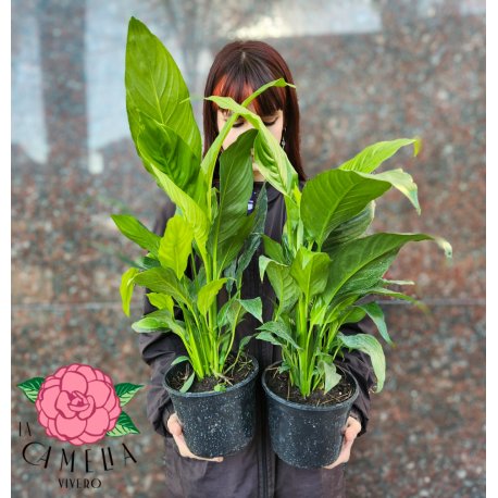 Spathiphyllum M15