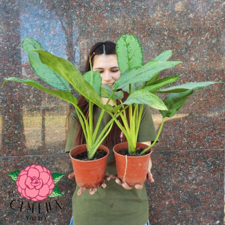 Aglaonema Freedman M12