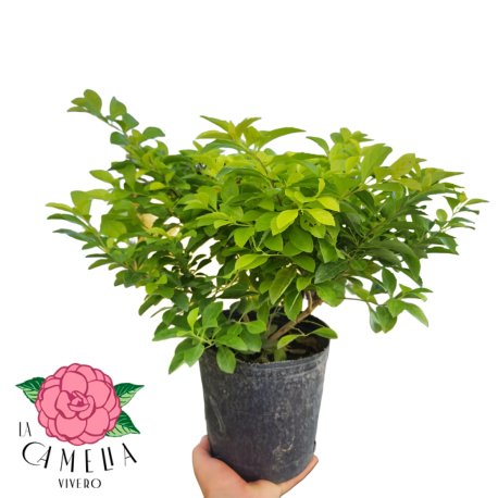 Duranta 3LT