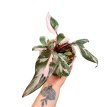 Philodendron Pink Princes