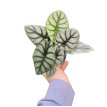 Alocasia Silver Dragon