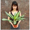 Aglaonema Bahia Plateada M12