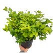 Duranta 3LT