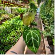 Anthurium crystallinum