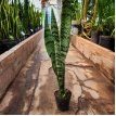 Sanseveria Zeylanica M12