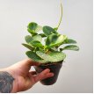 Peperomia Verde