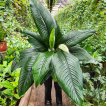 Spathiphyllum Sensacion M25