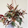 Begonia Roja Bols 18