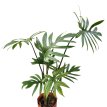 Philodendron elegans 3LT