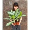 Aglaonema Bahia Plateada M12
