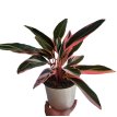 calathea triostar m 15