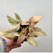 Syngonium Rosa M12