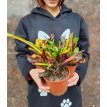 Croton Tirabuzon Codiaeum M12