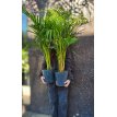 Palmera Areca 5lts
