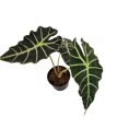 alocasia amazonica