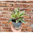 Peperomia Tricolor