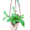 Hoya Fitchii