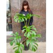 Philodendro Monstera 8 L / 10 L