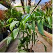 Chamaedorea  Seifrizii