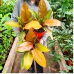 Philodendron Orange M17