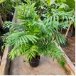Chamaedorea 8LT