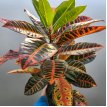 Croton petra m15
