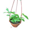 Hoya Fitchii