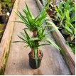 Yuca 3 Troncos 8 LT