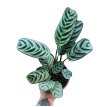 Maranta Puertorriqueña M13