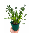 Albuca Rizada